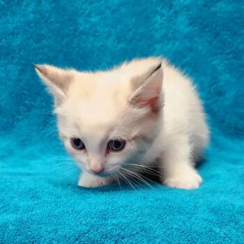 Marina -  Siamese and Domestic Long Hair Cat for Adoption in Brighton, Missouri - Marina | PetCurious