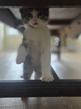 Orion -  Domestic Short Hair Cat Available for Adoption in Wakefield, Quebec - Orion | PetCurious