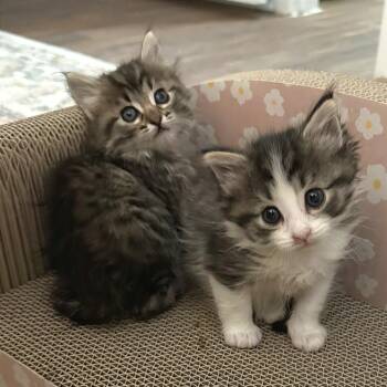 Domestic Short Hair Cats Available for Adoption in Austin, Texas - International Pizza 2 | PetCurious