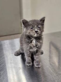 Cherry Blossom -  Domestic Medium Hair Cat for Adoption in Disputanta, Virginia - Cherry Blossom | PetCurious