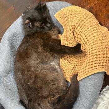 Belly -  Domestic Medium Hair Cat for Adoption in Chicago, Illinois - Belly | PetCurious