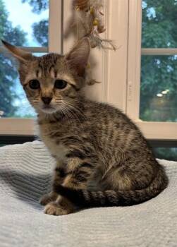 SCRAMBLED -  Domestic Short Hair Cat for Adoption in Louisville, Kentucky - SCRAMBLED | PetCurious