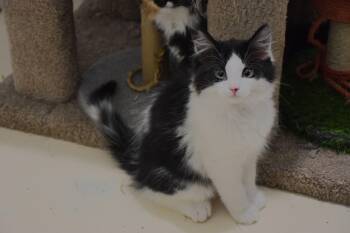 Bruno -  Domestic Medium Hair Cat for Adoption in Claresholm, Alberta - Bruno | PetCurious