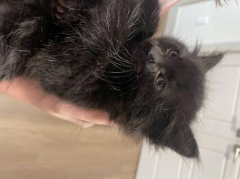 Domestic Medium Hair Cats Available for Adoption in Fruit Heights, Utah - Toph | PetCurious