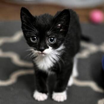 Tinker -  Domestic Short Hair Cat for Adoption in West Orange, New Jersey - Tinker | PetCurious