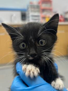 Rescue Domestic Short Hair Cats for Adoption in Hartsville, South Carolina - Zuko | PetCurious