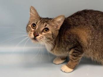 Lace -  Domestic Short Hair Cat for Adoption in Golden Valley, Minnesota - Lace | PetCurious