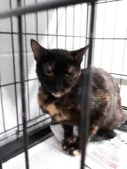 Regina -  Domestic Medium Hair and Domestic Short Hair Cat for Adoption in West Memphis, Arkansas - Regina | PetCurious