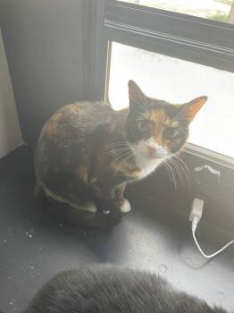 Callie -  Domestic Short Hair Cat for Adoption - Callie | PetCurious
