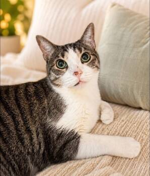 Raine -  Domestic Short Hair Cat for Adoption in Hammond, Louisiana - Raine | PetCurious