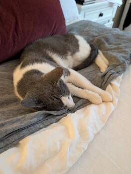 Horatio (Berloiz) -  Domestic Short Hair Cat for Adoption in Chicago, Illinois - Horatio (Berloiz) | PetCurious