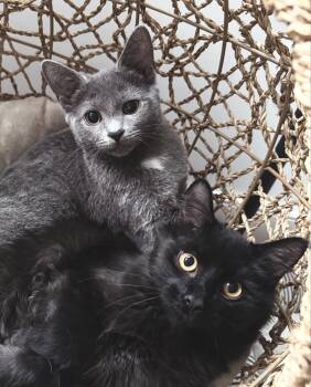 Rescue Domestic Medium Hair Cats for Adoption in Philadelphia, Pennsylvania - Zibble And Chichi | PetCurious