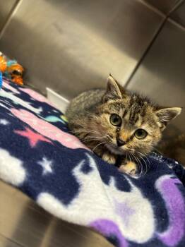 Domestic Short Hair Cats Available for Adoption - Sweetheart | PetCurious