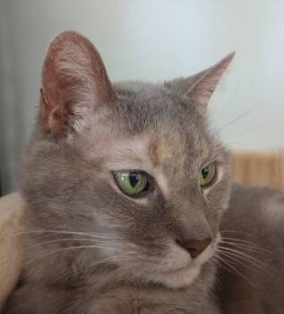Violet -  Domestic Short Hair Cat for Adoption in Duluth, Georgia - Violet | PetCurious