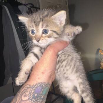 Domestic Short Hair and Tabby Cats Available for Adoption in Mastic, New York - Tigger | PetCurious