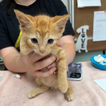 Tuck -  Domestic Short Hair Cat for Adoption in West Point, Mississippi - Tuck | PetCurious