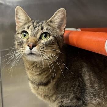 Domestic Short Hair Cats Available for Adoption in Salt Lake City, Utah - Soba | PetCurious