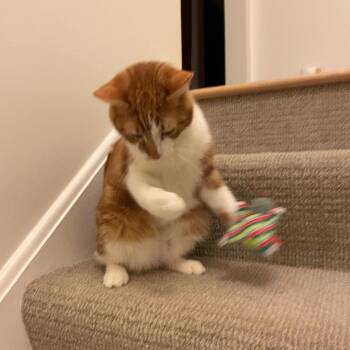 Megatron -  Domestic Short Hair Cat for Adoption in Evanston, Illinois - Megatron | PetCurious