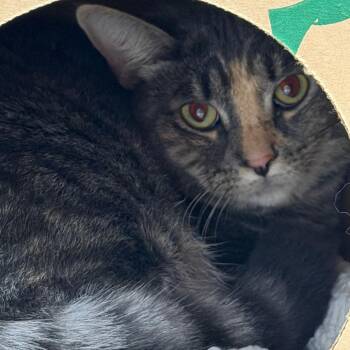 Boo -  Domestic Short Hair Cat for Adoption in Fairport, New York - Boo | PetCurious