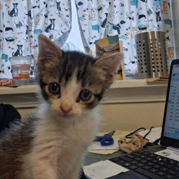 TJ -  Domestic Short Hair Cat for Adoption in New York, New York - TJ | PetCurious
