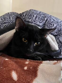 Rescue Domestic Short Hair Cats for Adoption in Clinton, South Carolina - Snapdragon | PetCurious