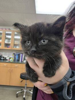 Matcha -  Tortoiseshell Cat for Adoption in Sammamish, Washington - Matcha | PetCurious