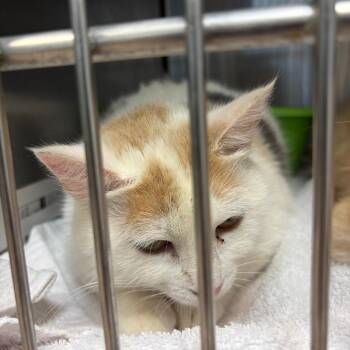 Domestic Medium Hair Cats Available for Adoption in Ardmore, Oklahoma - Milk | PetCurious