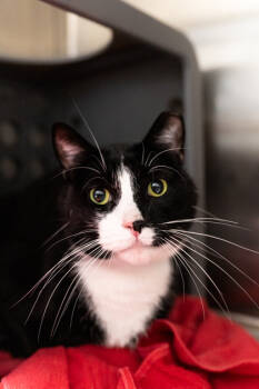 Rescue Domestic Short Hair Cats for Adoption in Cleveland, Ohio - Nash | PetCurious