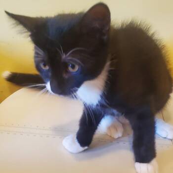 Shelly -  Domestic Short Hair Cat for Adoption - Shelly | PetCurious