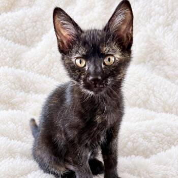 Shabby -  American Shorthair Cat for Adoption in NEW PT RICHEY, Florida - Shabby | PetCurious