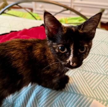 Ethel - Cuteness Overload - 6 Months Kitten -  American Shorthair Cat for Adoption - Ethel - Cuteness Overload - 6 Months Kitten | PetCurious