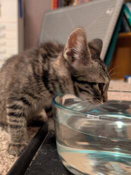 Domestic Short Hair Cats Available for Adoption - Halley | PetCurious