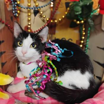 Tuxedo Cats Available for Adoption - Miyoshi 4lb F Tux Big Purrs/luvs Cats/makes Biscuits/smart | PetCurious