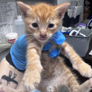 Domestic Short Hair Cats Available for Adoption in Summerville, South Carolina - Napkin | PetCurious