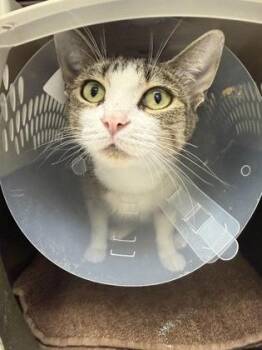 Sky -  Domestic Short Hair Cat for Adoption in Daytona Beach, Florida - Sky | PetCurious
