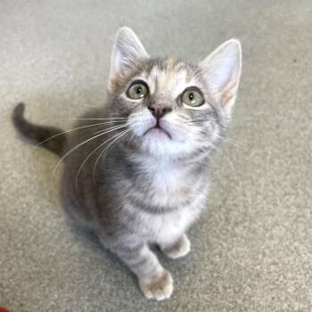 Carol Carabiner -  Domestic Short Hair Cat for Adoption in Carencro, Louisiana - Carol Carabiner | PetCurious