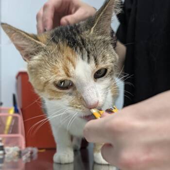 Cali -  Domestic Short Hair Cat for Adoption in Indianapolis, Indiana - Cali | PetCurious