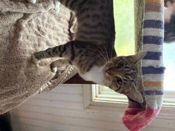 Rescue Tabby Cats for Adoption - Prisa | PetCurious