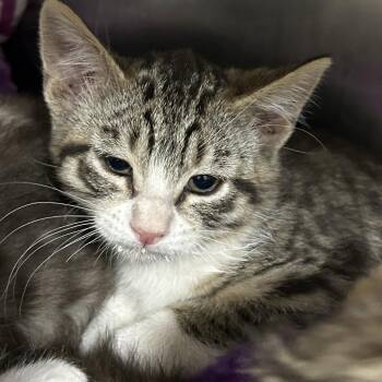 Okapi -  Domestic Short Hair Cat for Adoption in Taos, New Mexico - Okapi | PetCurious