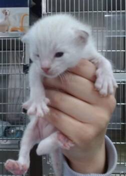 MOWGLI -  Domestic Short Hair Cat for Adoption in Salinas, California - MOWGLI | PetCurious