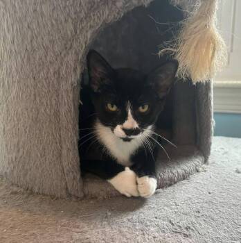 Aang -  Domestic Short Hair Cat for Adoption in Skippack, Pennsylvania - Aang | PetCurious