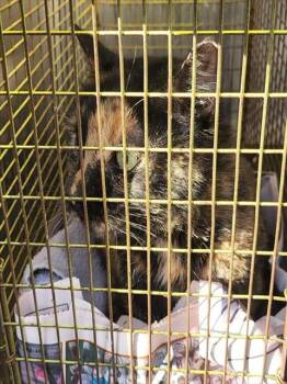 TATE -  Domestic Medium Hair Cat for Adoption in San Antonio, Texas - TATE | PetCurious