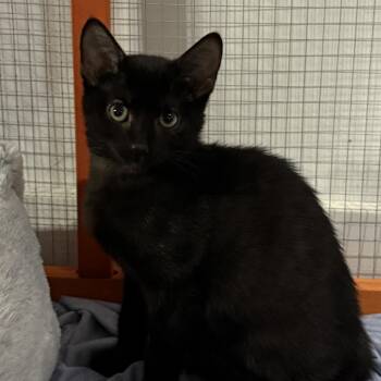 Rescue Domestic Short Hair Cats for Adoption in Lemont, Illinois - Elide | PetCurious