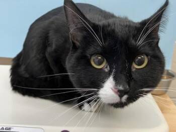 Balu -  Domestic Short Hair Cat for Adoption in Woodbury, Minnesota - Balu | PetCurious