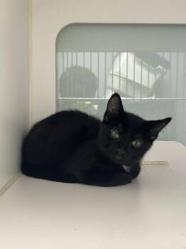 Coco -  Domestic Short Hair Cat for Adoption in Muskegon, Michigan - Coco | PetCurious