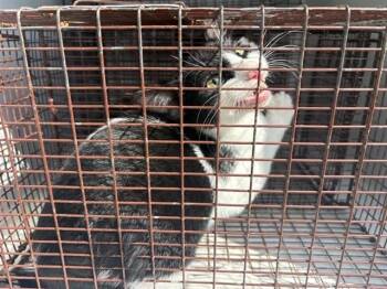 A660987 -  Domestic Medium Hair Cat for Adoption in Houston, Texas - A660987 | PetCurious