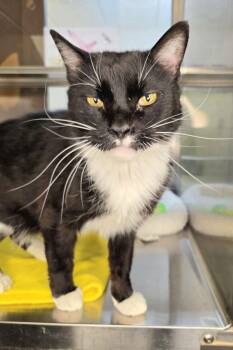 Johnny  46148 -  Domestic Short Hair Cat for Adoption in Pocatello, Idaho - Johnny  46148 | PetCurious