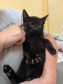 D.W -  Domestic Short Hair Cat for Adoption in Sechelt, British Columbia - D.W | PetCurious