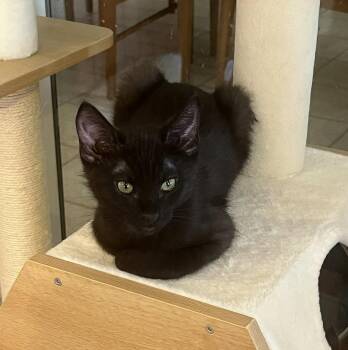 Domestic Medium Hair Cats Available for Adoption in Phoenix, Arizona - Trooper | PetCurious