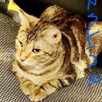 Rescue Domestic Short Hair Cats for Adoption in Liverpool, Texas - Clementine | PetCurious